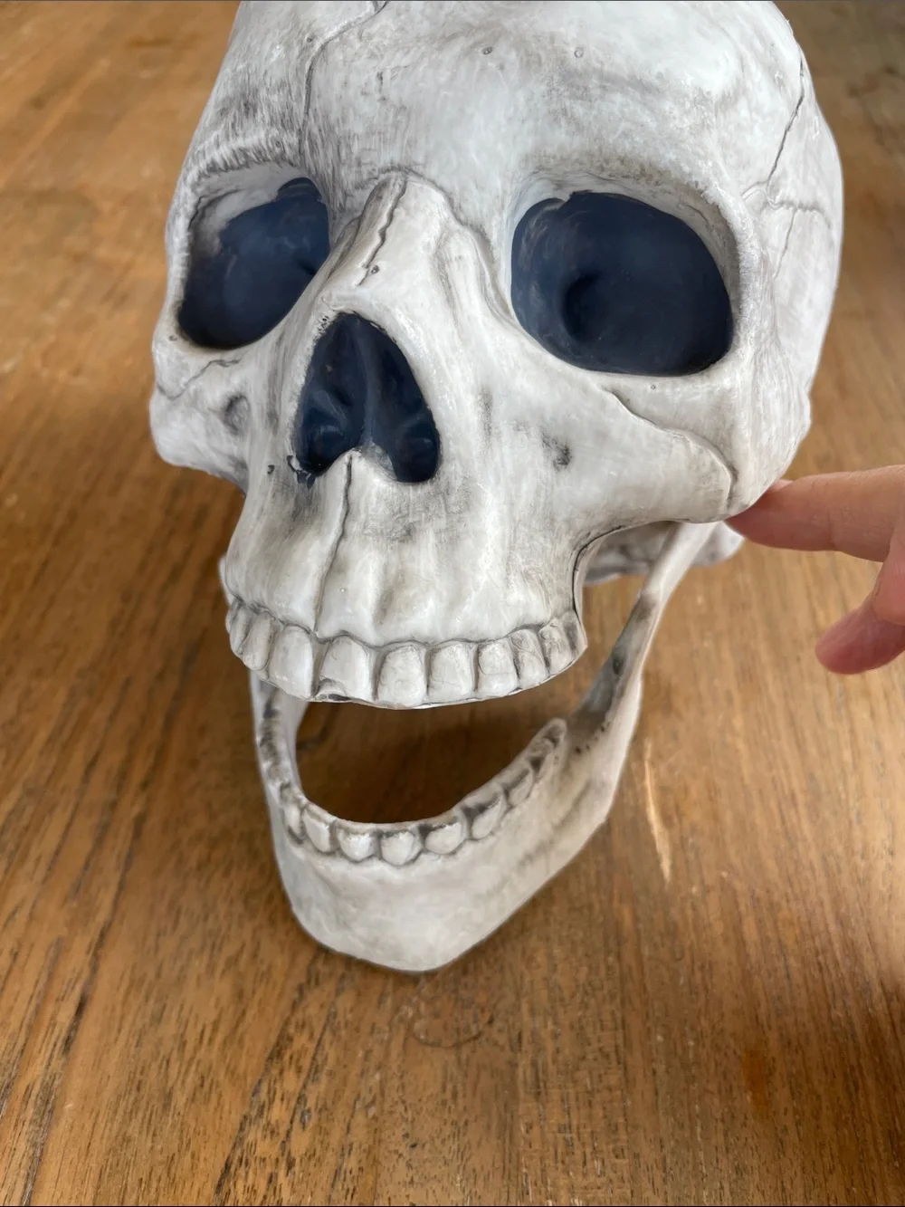 Plastic skull model Halloween decoration